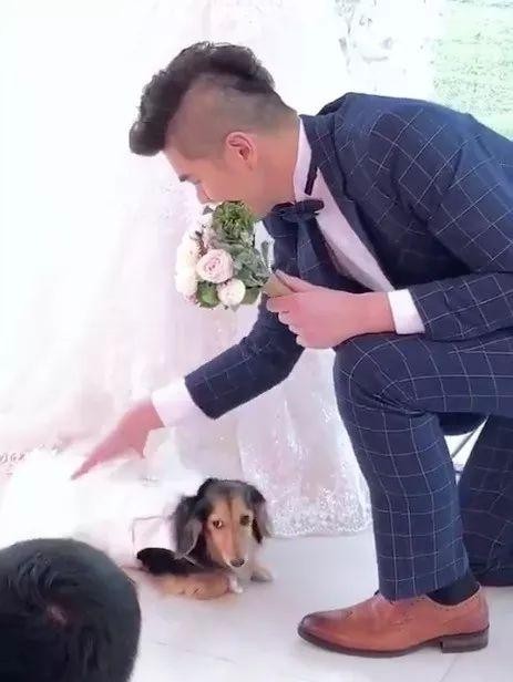 本想让爱犬见证自己的爱情没想到拍婚纱照那天...