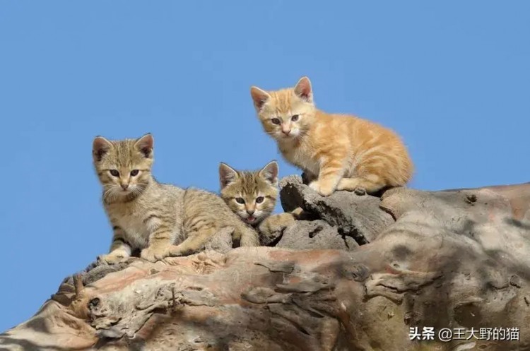 澳大利亚宣告对200万只野猫的战争原因：猫破坏了生态平衡