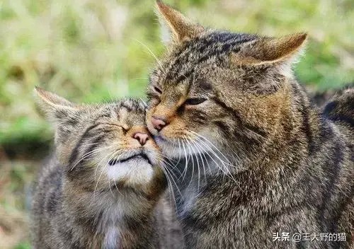 澳大利亚宣告对200万只野猫的战争原因：猫破坏了生态平衡