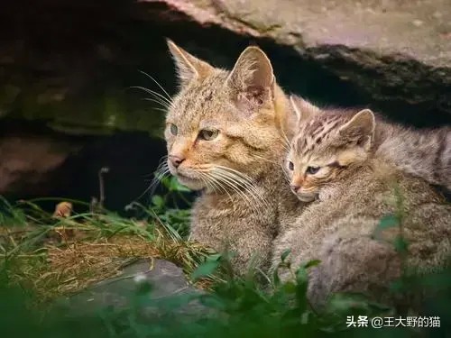 澳大利亚宣告对200万只野猫的战争原因：猫破坏了生态平衡