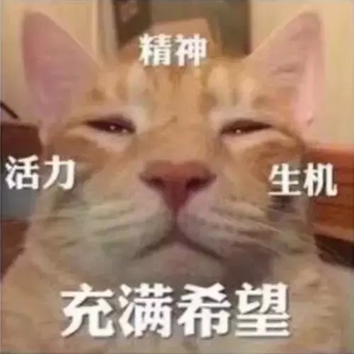 确认过眼神，你也是养猫的人！生活中哪些细节会暴露你养了猫？