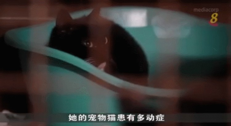 挤火车40小时逃离乌克兰我的猫精神崩溃了......