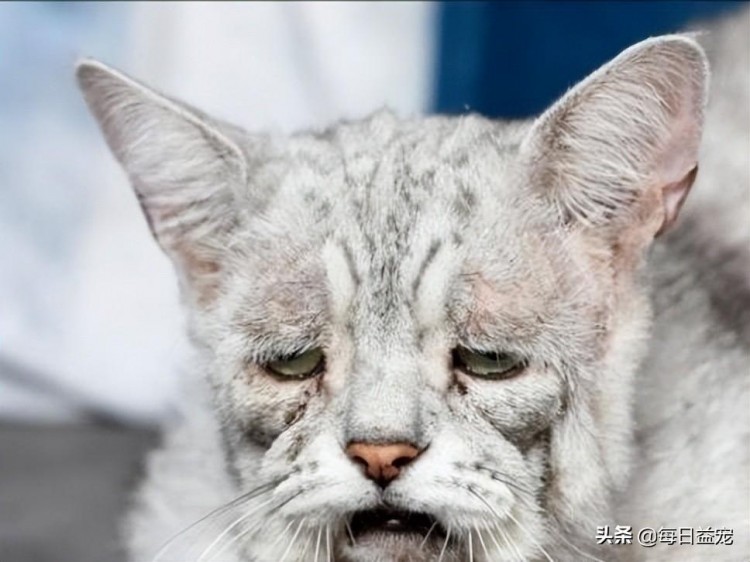 猫咪患有松皮症主人觉得难看直接把它扫地出门