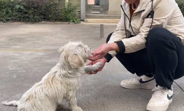 湖北：流浪狗尾随小伙，清洗干净后变漂亮宠物狗，狗狗：我找主人