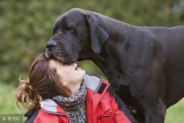 适合女生饲养的5种中大型犬不仅帅气还非常有用！