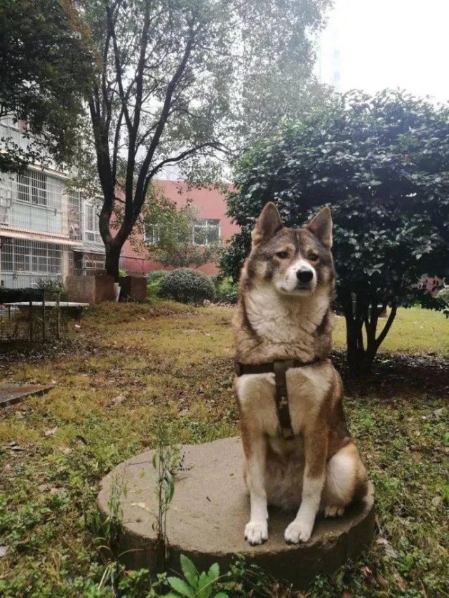 中华田园犬可以有多好看？