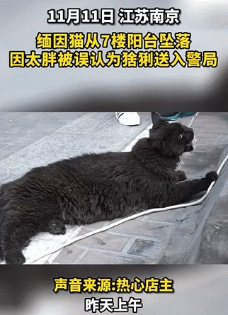 笑死！一只缅因猫被当成猞猁抓去派出所太尴尬了！