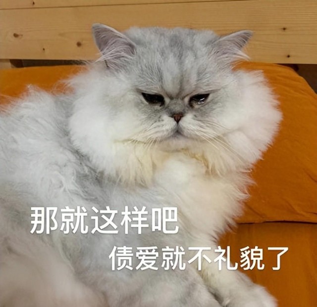 金吉拉猫有这6种表现，暗示它非常“孤独”，主人要多陪陪！