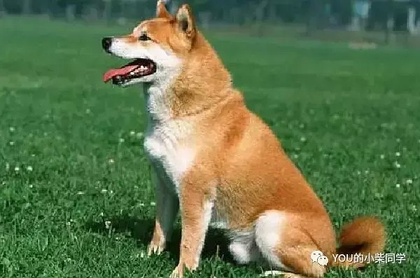 柴犬和秋田犬的区别大讲解