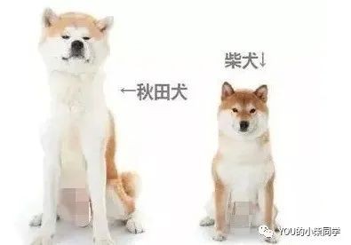 柴犬和秋田犬到底有什么区别！！