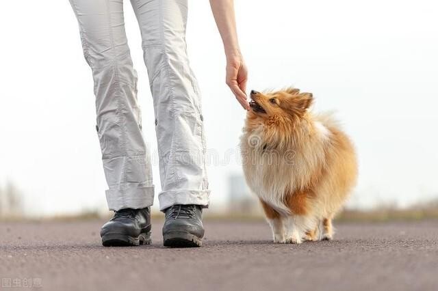 喜乐蒂犬的日常护理方法