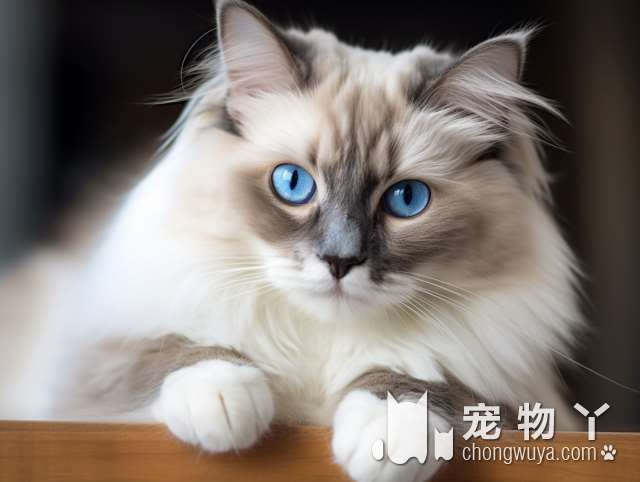 想要养只稀有长毛猫？来杭州MAOME猫蜜领猫馆，发现你从未见过的猫咪!