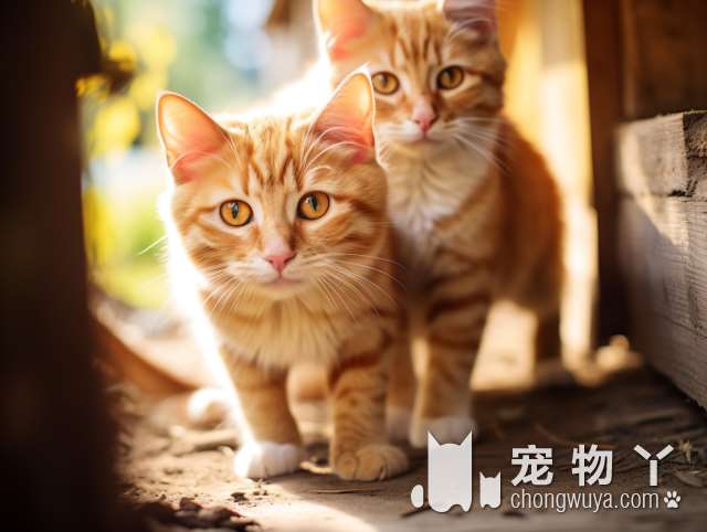 国际猫友好医院，给猫打疫苗有多便宜?