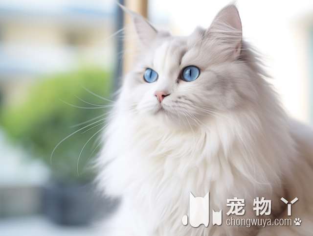 想要宠物猫咪？为什么选择杭州林夕猫舍?