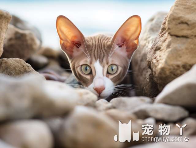 杭州My喵屋羊驼撸猫馆，有没有你最爱的猫猫和羊驼呢?