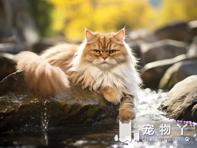 杭州My喵屋羊驼撸猫馆，猫猫多，羊驼粘人，环境温馨，性价比高真的吗?