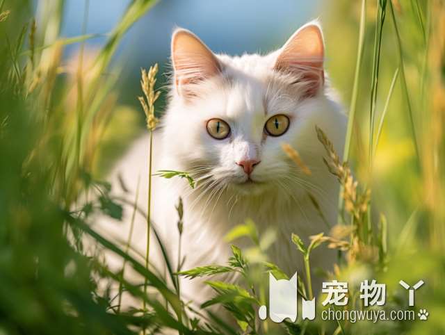 杭州林夕猫舍有活体宠物猫咪吗?