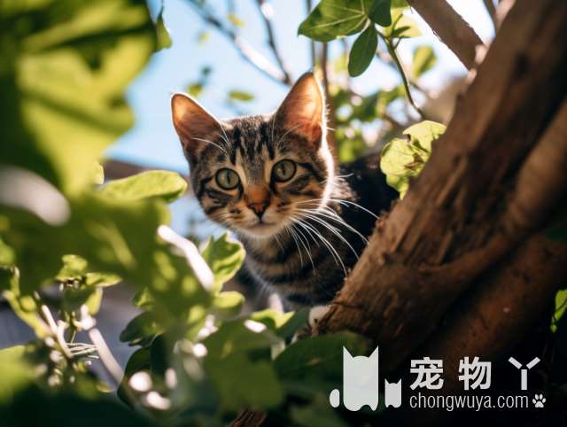 想要领养宠物猫咪吗？杭州林夕猫舍就是你的最佳选择!