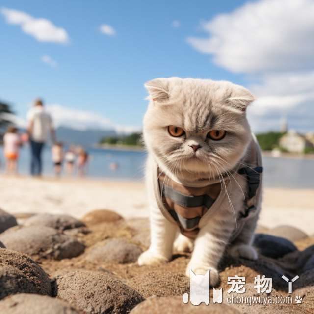 杭州MAOME猫蜜领猫馆，是养猫的最佳选择吗?