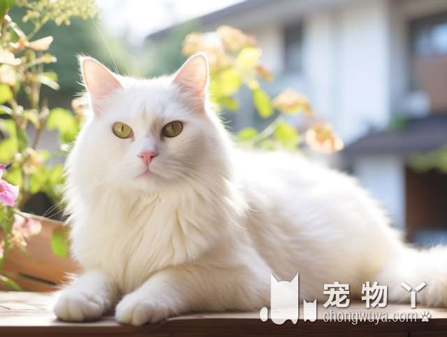 杭州汪言喵语宠物店：剃毛洗澡，小猫温顺大猫暴躁，怎么办?