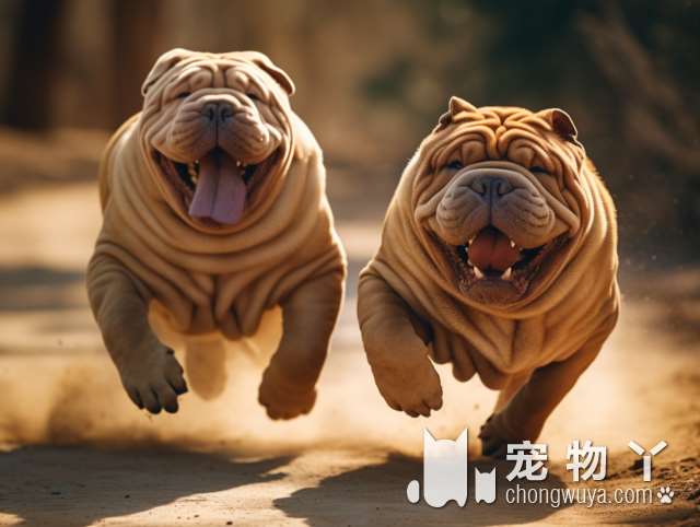 杭州首批三个公共遛狗区试点开放，分别在拱墅康桥、余杭和钱塘新区, 你怎么看？